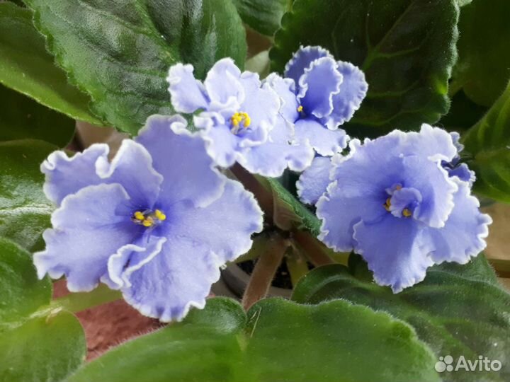 Фиалки список сортов