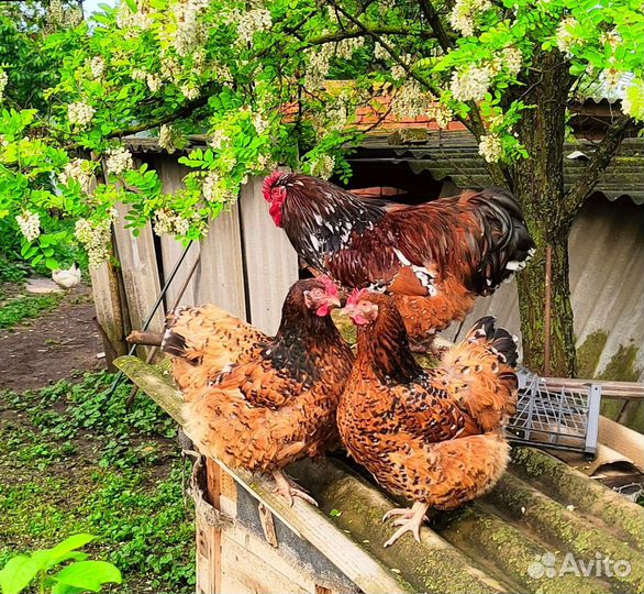 Орпингтон фарфоровый,кохинхин серебро,карлики