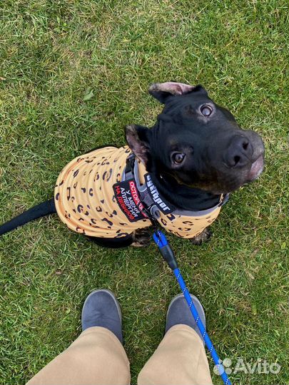 Одежда для собак