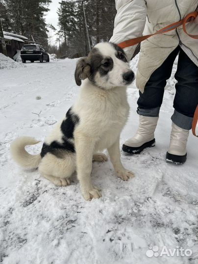 Собака в добрые руки щенок