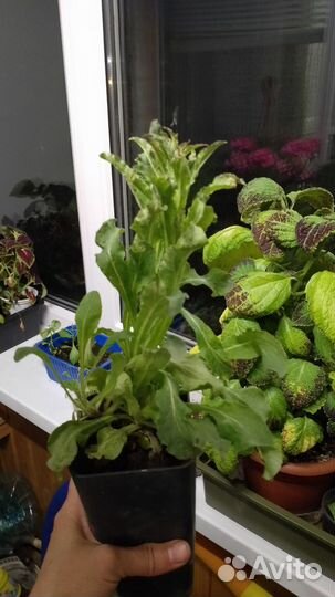 Колокольчик