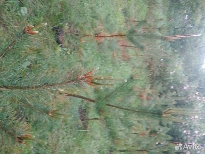 Сосна крымская