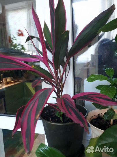 Комнатные растения