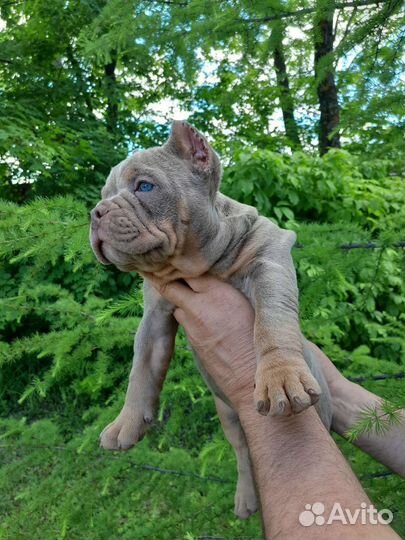 Щенки американского булли покет