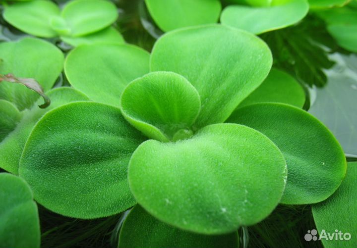 Растения для аквариума