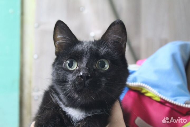 Кошечка Мыша