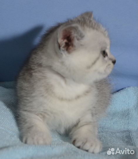 Британцы серебро