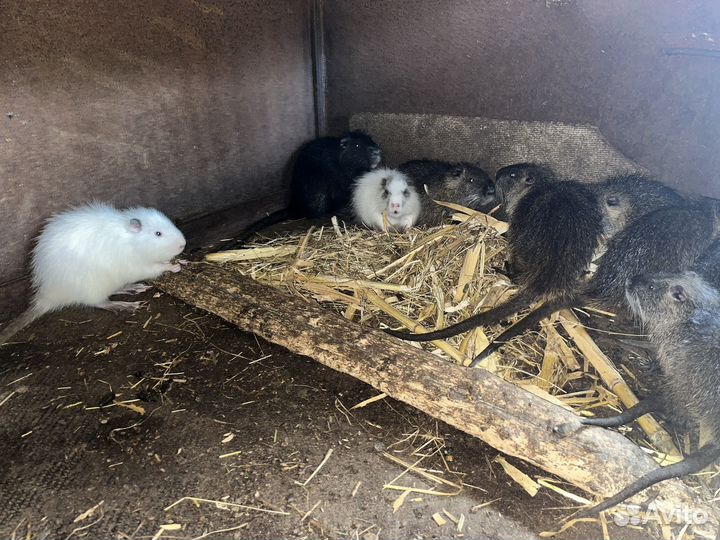 Нутрии на развод