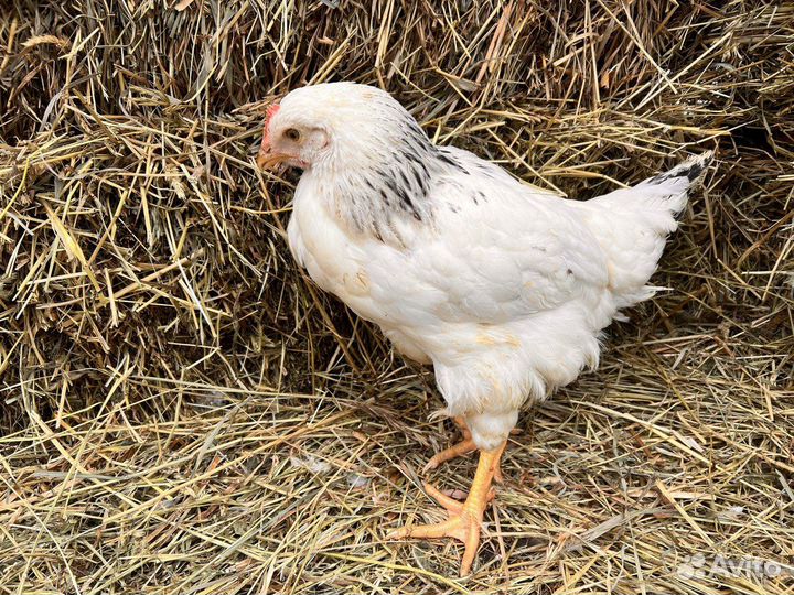 Kуpы нeсушки