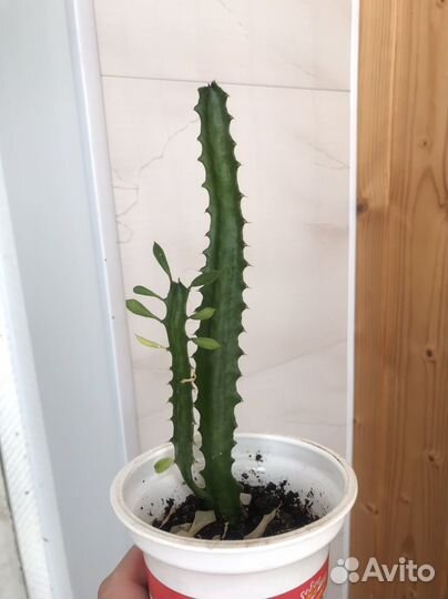 Комнатные растения