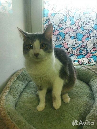 Кот-компаньон Лапик