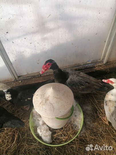 Домашние животные