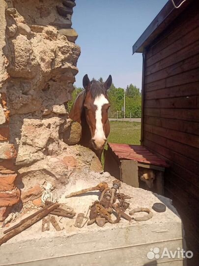 Гид- экскурсовод