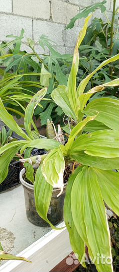 Орхидея Хизис