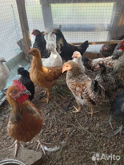 Домашняя птица