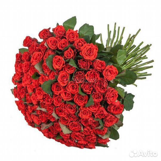 Розы эльторо