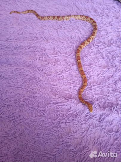 Змея для фотосессии