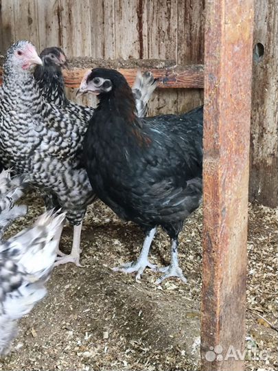 Куры молодки и цыплята породистые