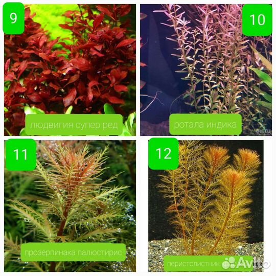 Аквариумные растения