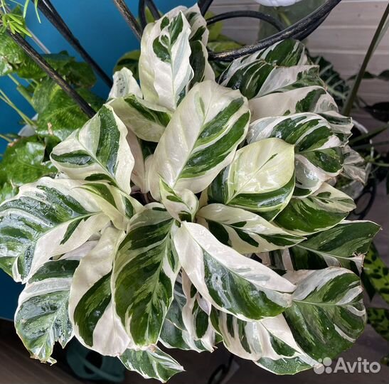 Калатея white fusion