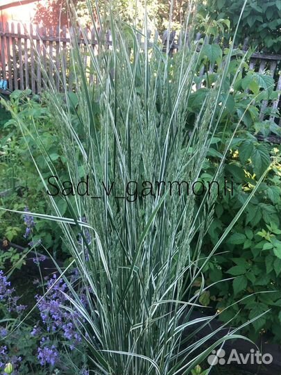 Саженцы для сада