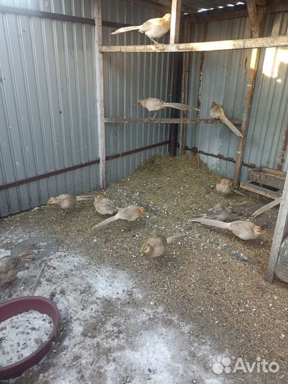 Синий ушастый, красный, лимонный фазан