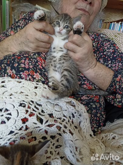 Котята в добрые руки бесплатно
