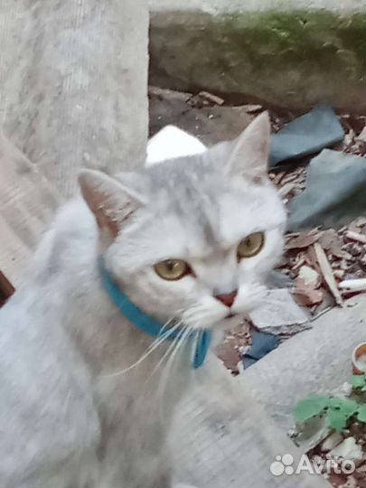 Британская