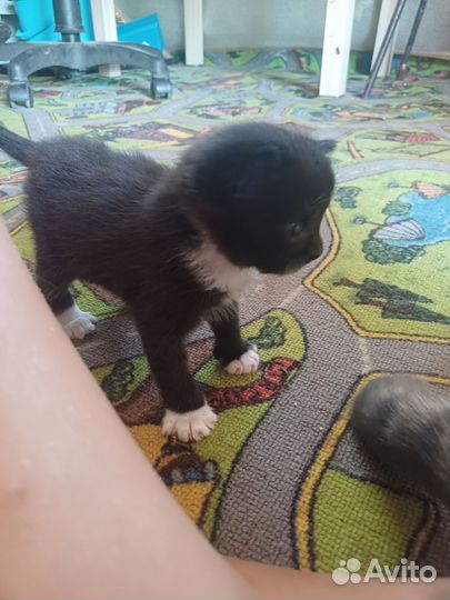 Черно-белый котенок мальчик