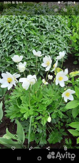 Многолетние цветы