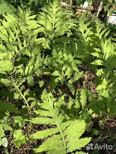 Папоротник садовый