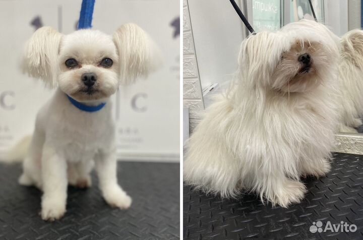 Груминг грумер стрижка собак