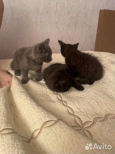 Отдам в добрые руки