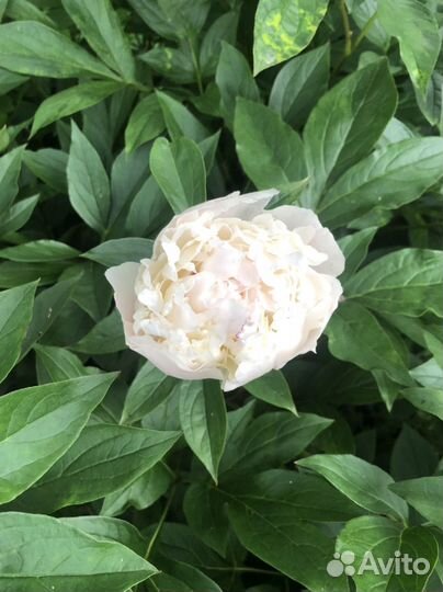 Саженцы пиона