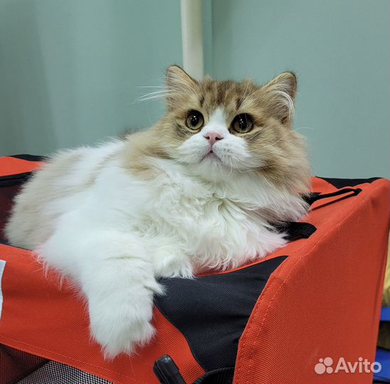 Шоколадный британец