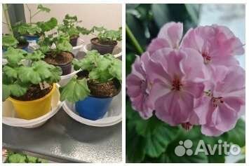 Пеларгония герань