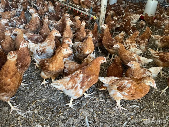 Куры молодки