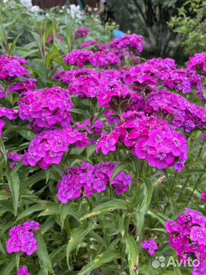 Гвоздики под срез