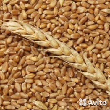 Пшеница 3 класс