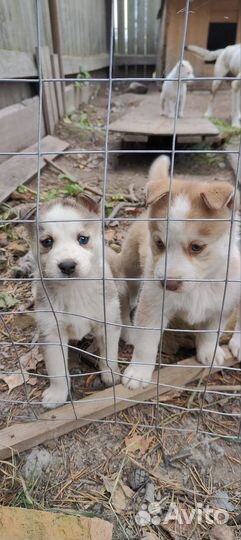 Щенки в добрые руки
