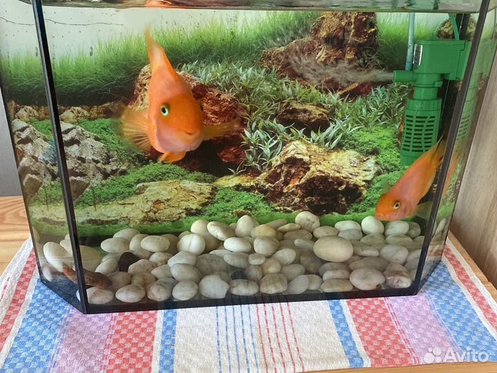 Аквариум с рыбами