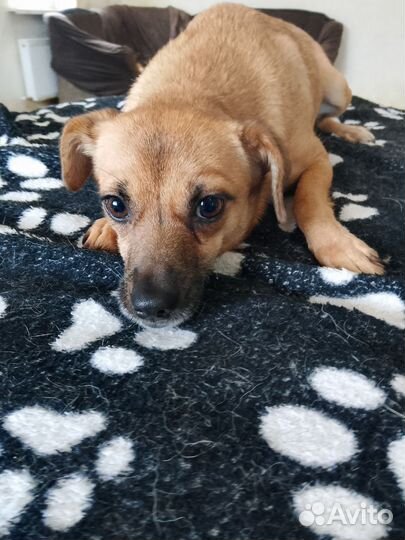 Собака в добрые руки отдам бесплатно