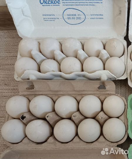 Инкубационное яйцо утки каюга