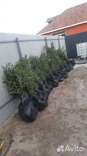 Кизильник блестящий