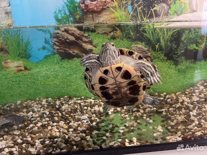 Террариум/аквариум для рептилий бу с черепахами