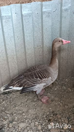 Гусь серый дикий