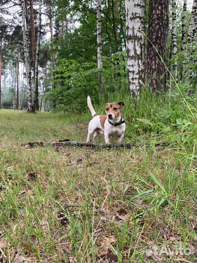 Джек рассел вязка