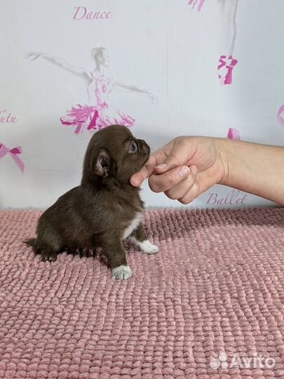 Чихуахуа девочка