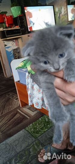 Шотландские вислоухие котята