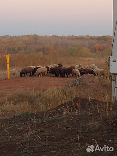 Отара овец